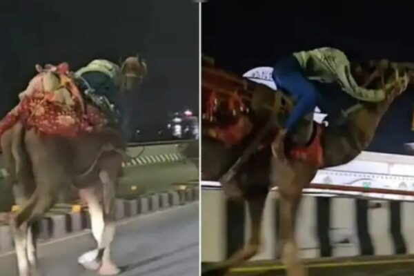 viral camel - drunk man