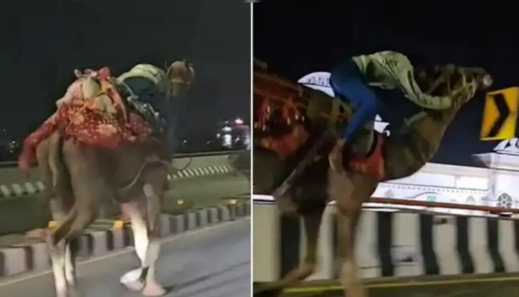 viral camel - drunk man